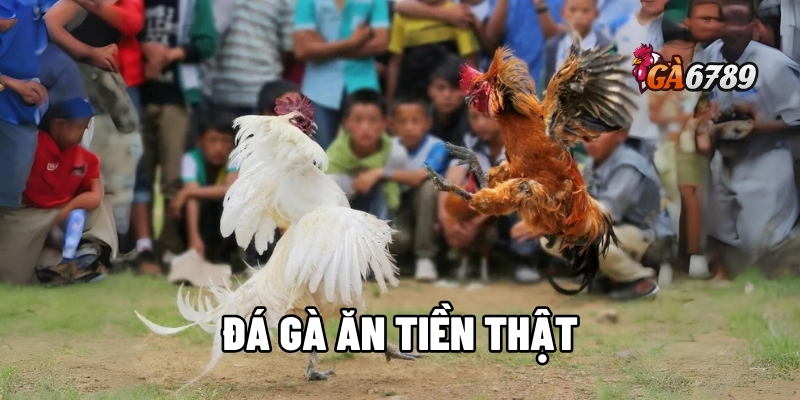 đá gà ăn tiền thật