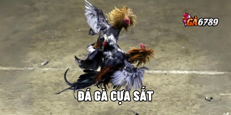 đá gà cựa sắt