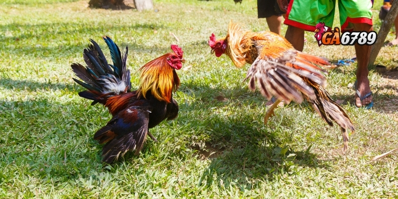 Đá Gà Cựa Sắt| Chiến Kê Tung Đòn – Tiền Thưởng Về Tay Bạn 2 Vì sao đá gà cựa sắt lại trở thành “hiện tượng” tại GA6789?