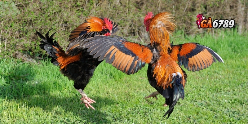 Trải nghiệm đá gà GA6789 – Hấp dẫn, công bằng và hiện đại 2 Đá gà GA6789 có gì nổi bật so với các nền tảng khác?