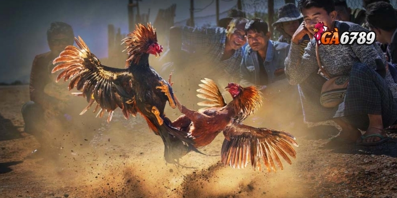 Trải nghiệm đá gà GA6789 – Hấp dẫn, công bằng và hiện đại 3 Cách tham gia đá gà GA6789 nhanh chóng cho người mới