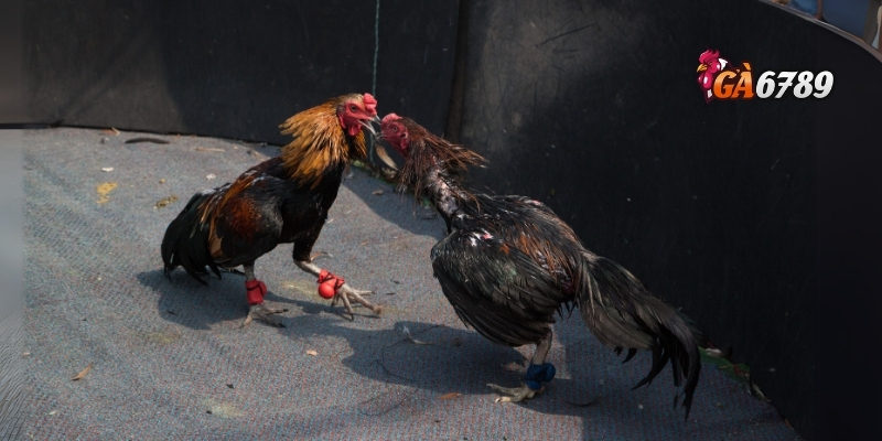 Trải nghiệm đá gà GA6789 – Hấp dẫn, công bằng và hiện đại 4 Lý do nên chọn đá gà GA6789 làm sân chơi giải trí lâu dài
