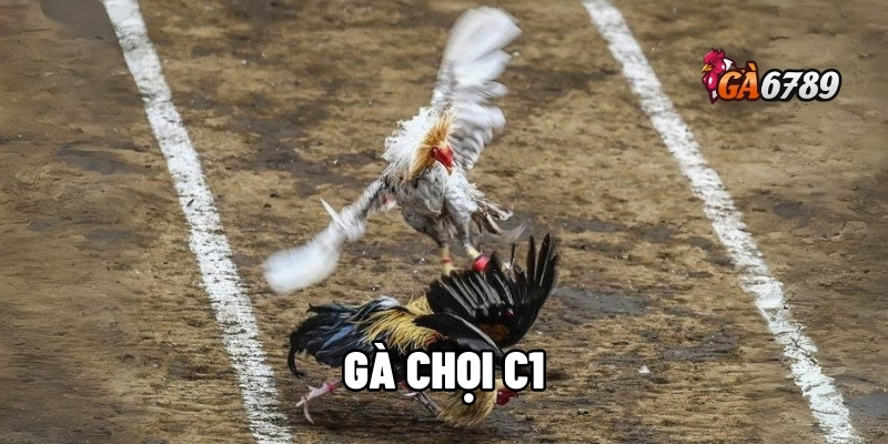 gà chọi C1