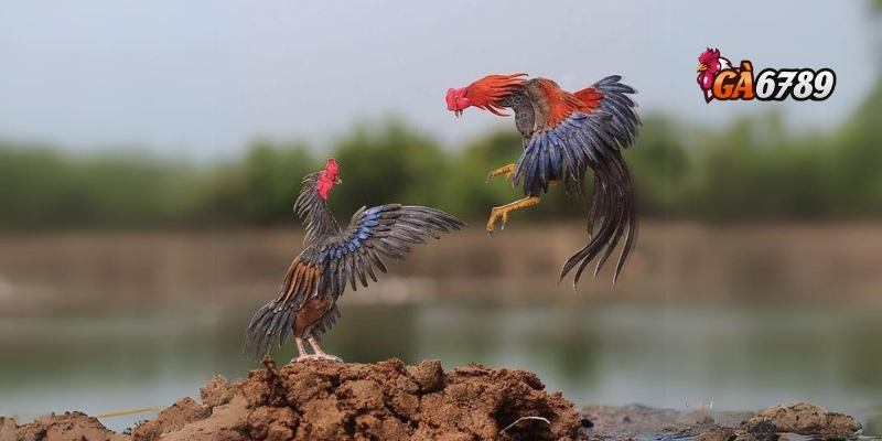 Chiến thuật cá cược chọi gà C1